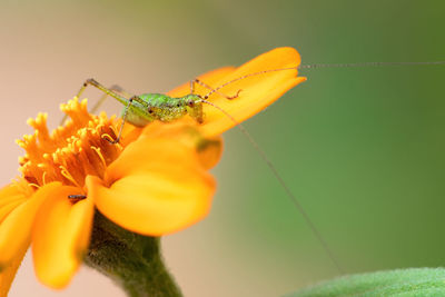 Close-up of tiny grasshopper on yellow flower