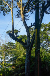 Low angle view of trees in forest