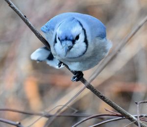 Close-up of bird perching on barbed wire