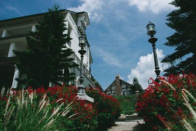 Low angle view of flowering trees and buildings against sky