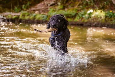 Dog running in water