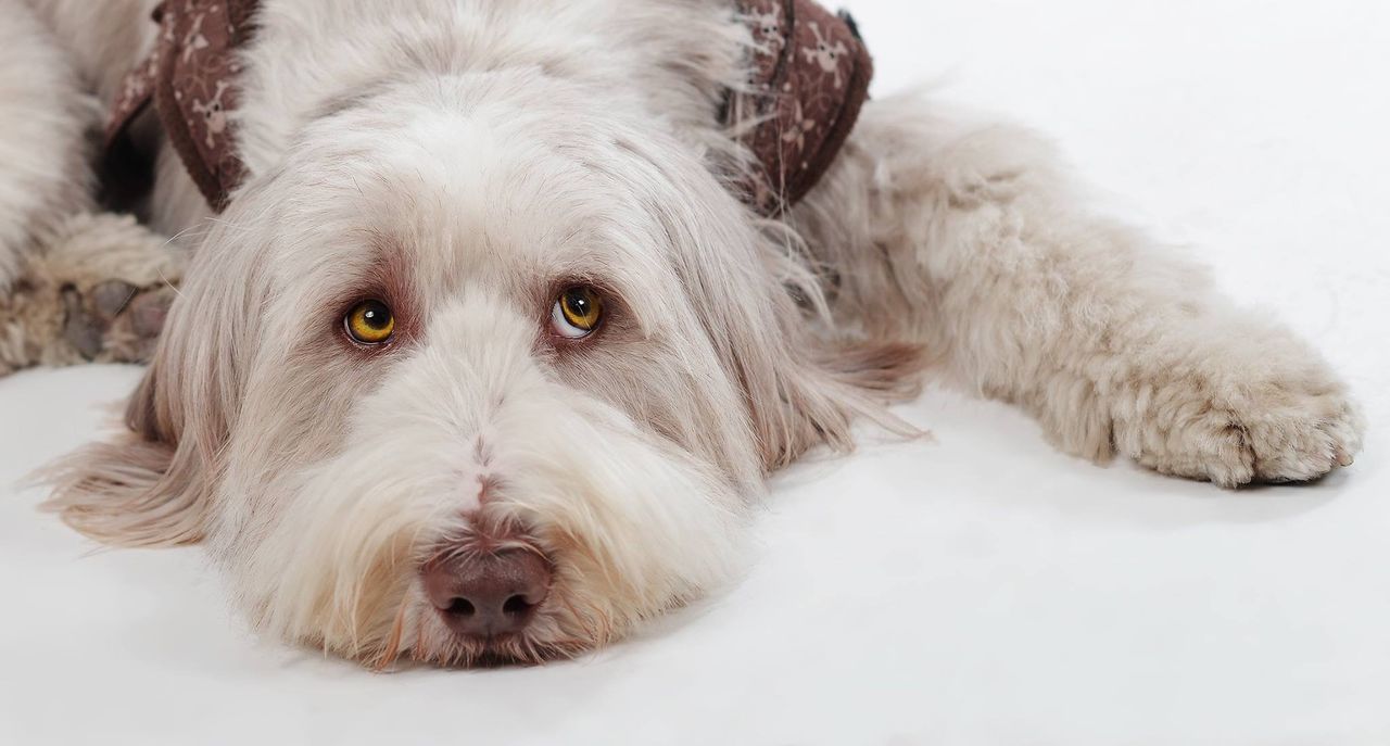 pets, domestic animals, dog, animal themes, mammal, one animal, indoors, portrait, looking at camera, relaxation, close-up, resting, lying down, bed, cute, animal head, white color, puppy, home interior, high angle view