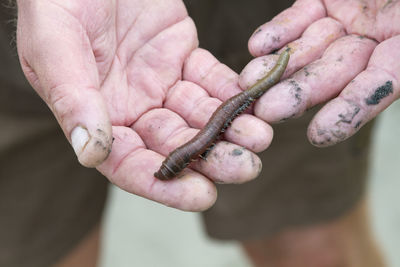 Cropped image of hands holding earthworm
