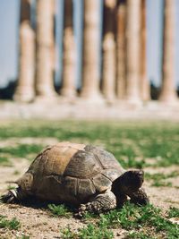 Close-up of tortoise on land