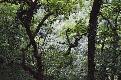 Trees in forest