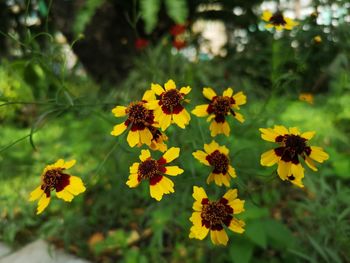 Close-up of yellow flowering plant