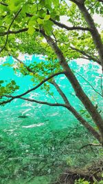 Low angle view of trees against blue sky