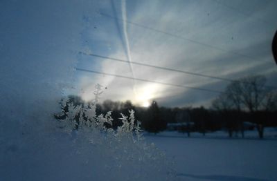 Close-up of trees against sky during winter