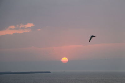 Bird flying over sea during sunset