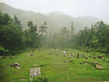 Scenic view of trees on field