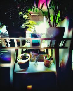 Close-up of potted plants on table at home