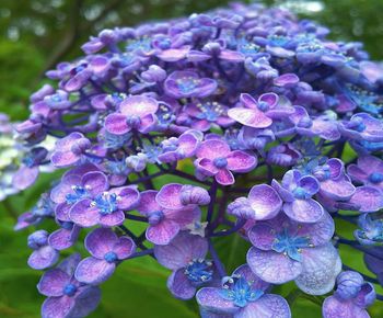 Close-up of purple hydrangea flowers