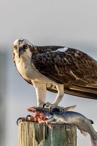 Close-up of osprey perching on wooden post