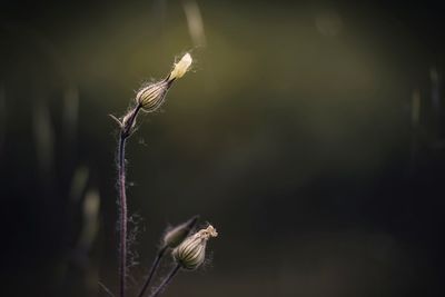 Close-up of wilted plant