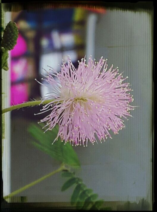 flower, transfer print, freshness, fragility, petal, flower head, growth, beauty in nature, pink color, water, auto post production filter, plant, nature, pond, blooming, close-up, single flower, water lily, leaf, focus on foreground