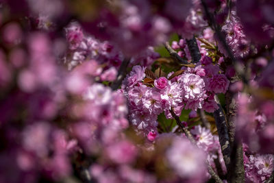 Close-up of cherry blossom
