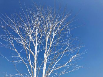 Low angle view of bare tree against clear blue sky