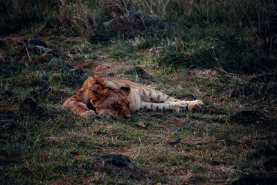 Lion lying on grass