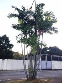 Low angle view of trees