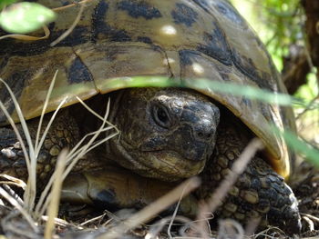 Close-up of a turtle