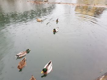 High angle view of mallard ducks swimming in lake