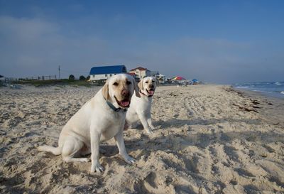 Dogs on beach