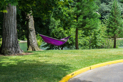 Trees in park