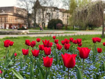 Close-up of red tulips in park