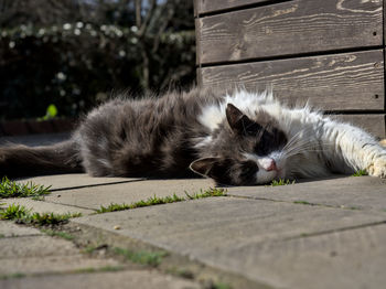 Cat sleeping on footpath