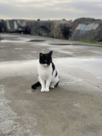 Portrait of cat sitting on road