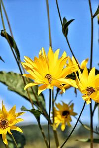 Close-up of yellow flowers blooming against sky