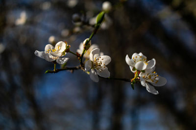 Close-up of white cherry blossoms in spring