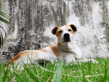 Portrait of dog sitting on field