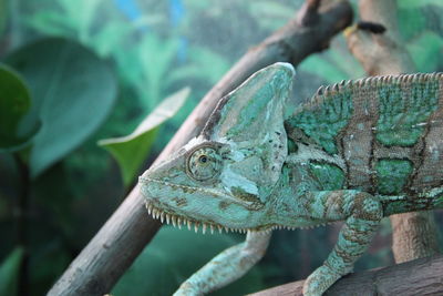 Close-up of a lizard on tree