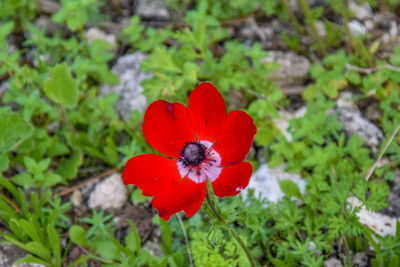 Close-up of red poppy blooming outdoors