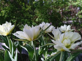 Close-up of white flowering plants in park