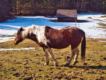 Horse standing in a field