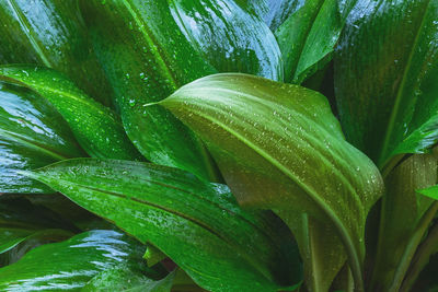 Full frame shot of wet plant