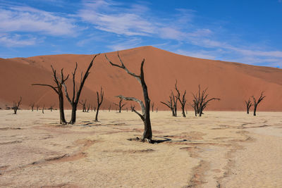 Bare tree at desert against blue sky