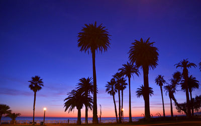 Low angle view of palm trees against blue sky