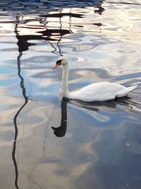 View of swan floating on lake