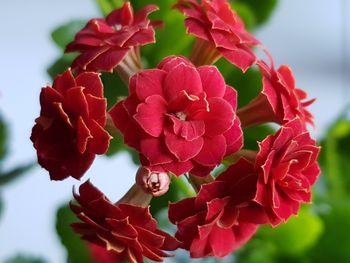 Close-up of red flowering plant