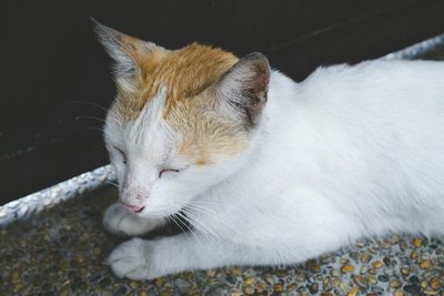 Close-up of cat