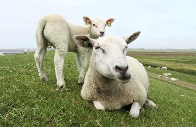 Sheep with lamb on grass field