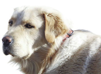 Close-up of dog against white background