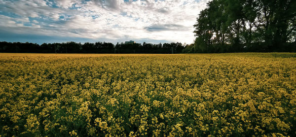 Scenic view of oilseed rape field against sky