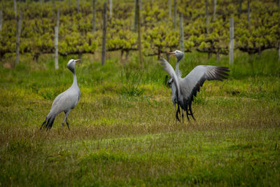 High angle view of gray heron