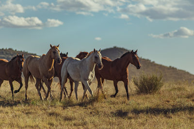 Action shot of herd of horses running in the arid landscape