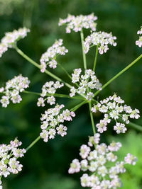 Close-up of white flowering plant