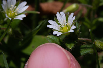 Close-up of white flowering plant